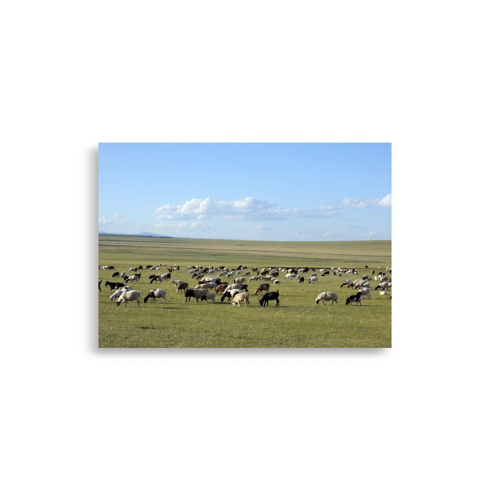 Póster - Rebaño de ovejas pastan en la estepa de Mongolia Young Han Song