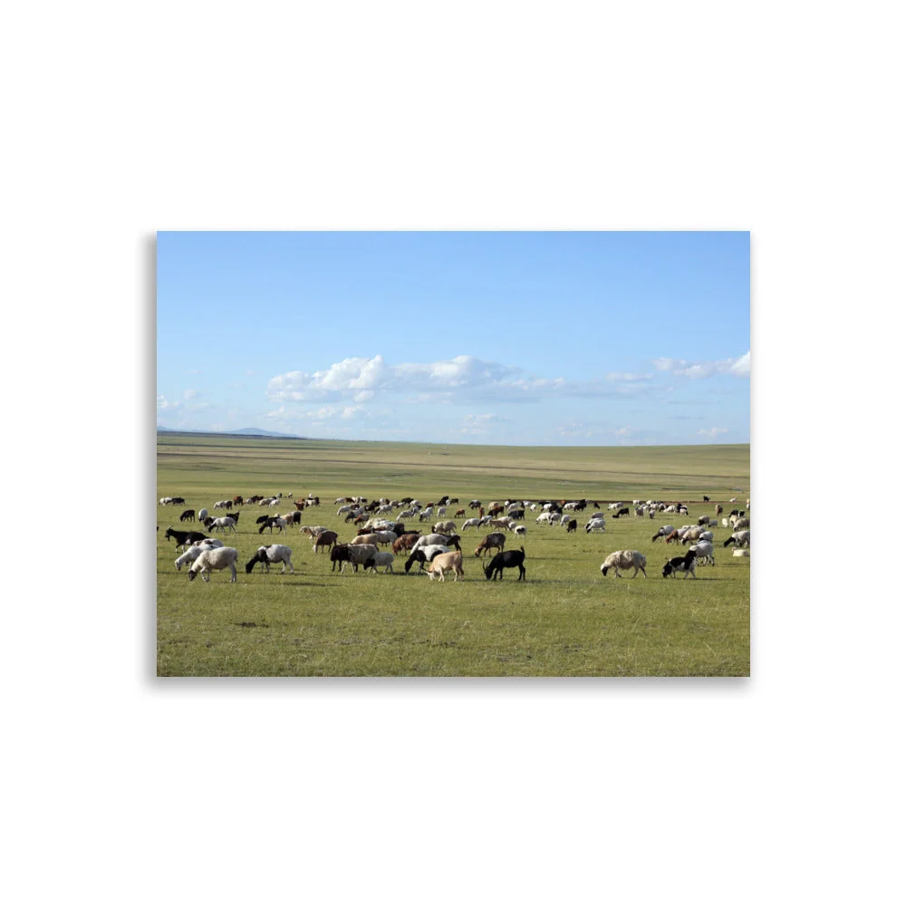 Póster - Rebaño de ovejas pastan en la estepa de Mongolia Young Han Song
