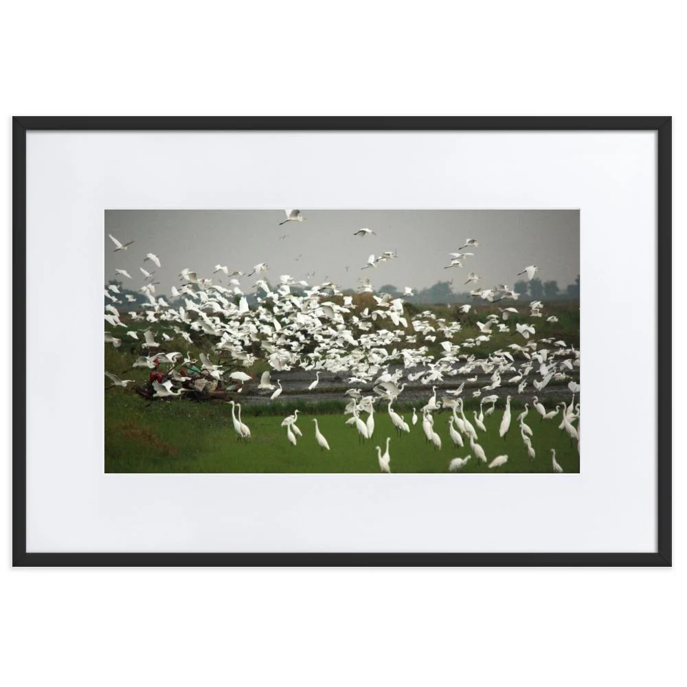 una bandada de garcetas grandes - cartel en un marco con passepartout Blanco Young Han Song