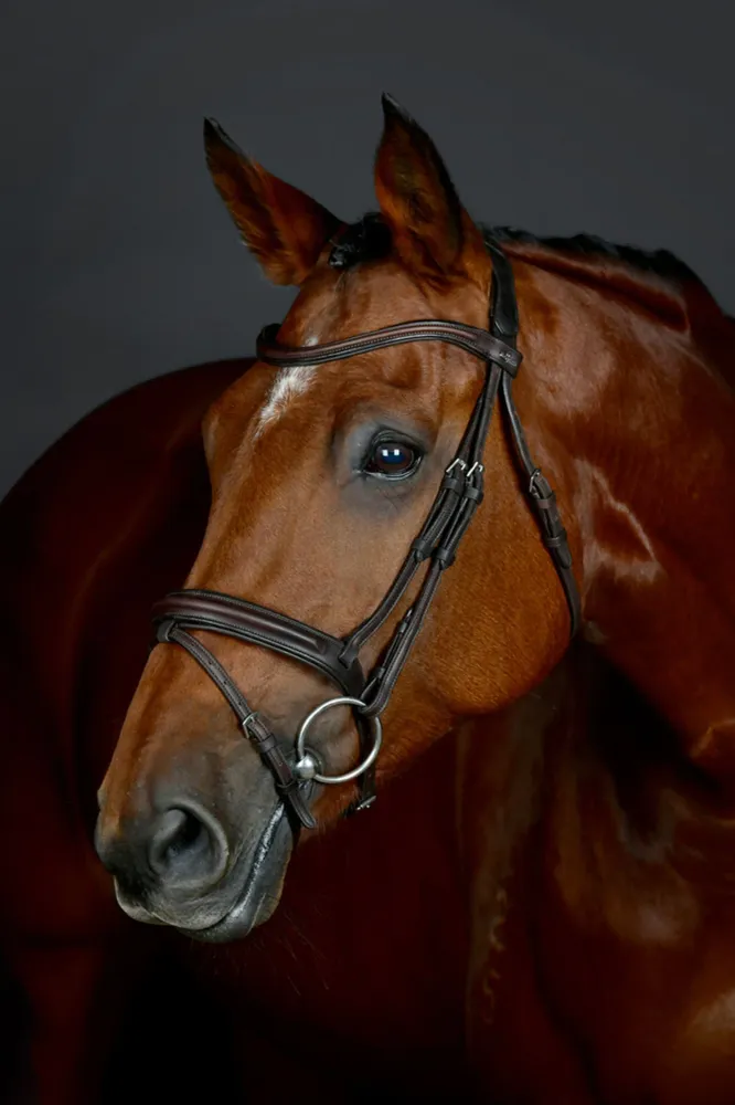 Comfitec Opulux Plain Padded Hanoverian Flash Bridle Dark Chocolate C