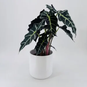 ALOCASIA POLLY 3PP M17