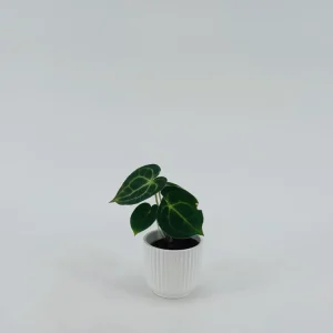 ANTHURIUM SPECIAL M6