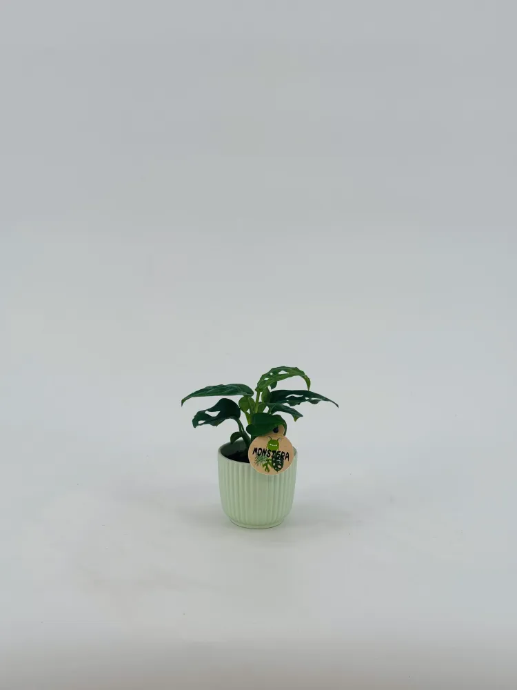MONSTERA MIX M6