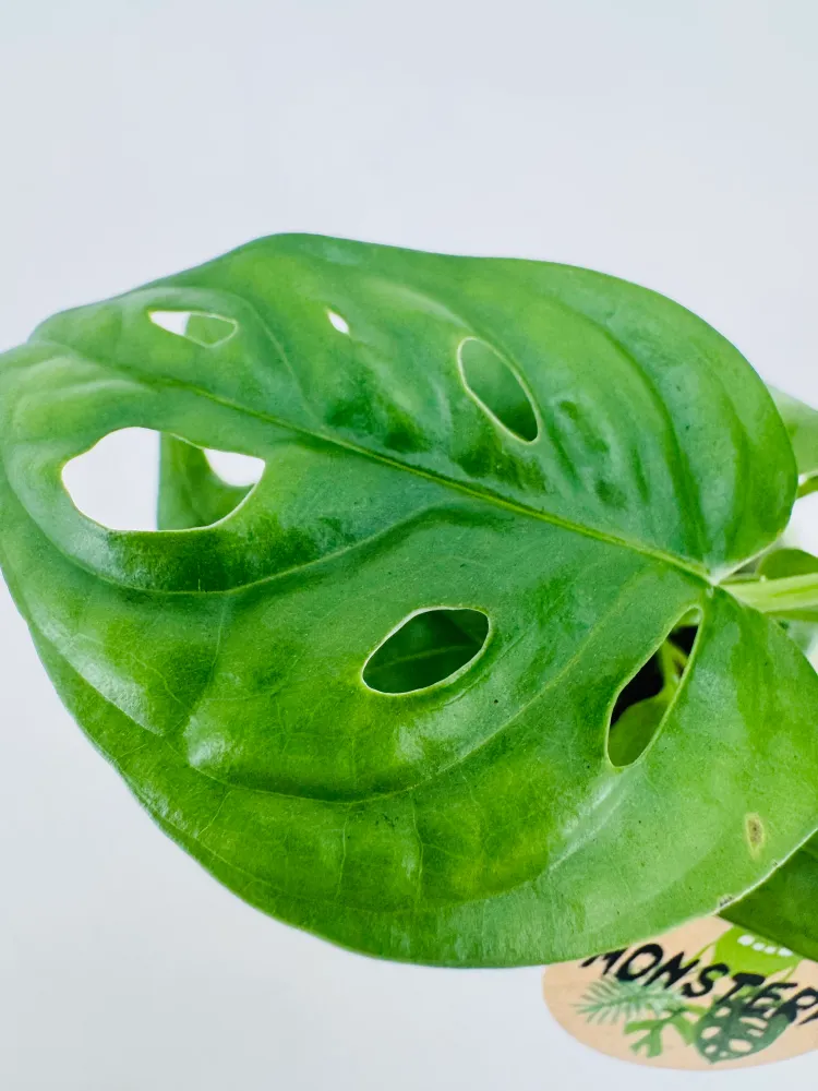 MONSTERA MIX M6