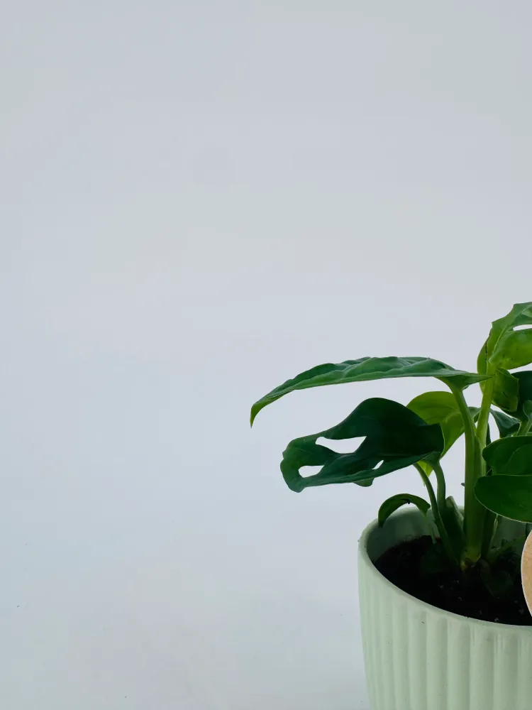 MONSTERA MIX M6