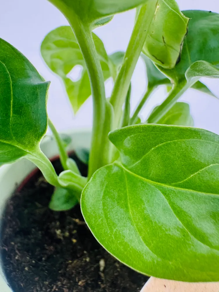 MONSTERA MIX M6