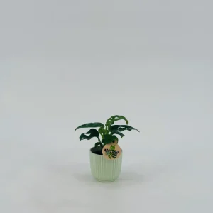 MONSTERA MIX M6