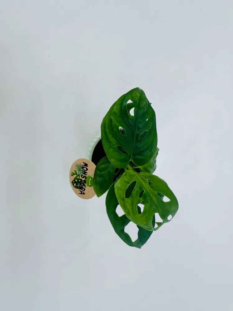 MONSTERA MIX M6