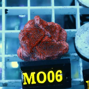 Pack de Pilas Montipora incrustante roja MO06
