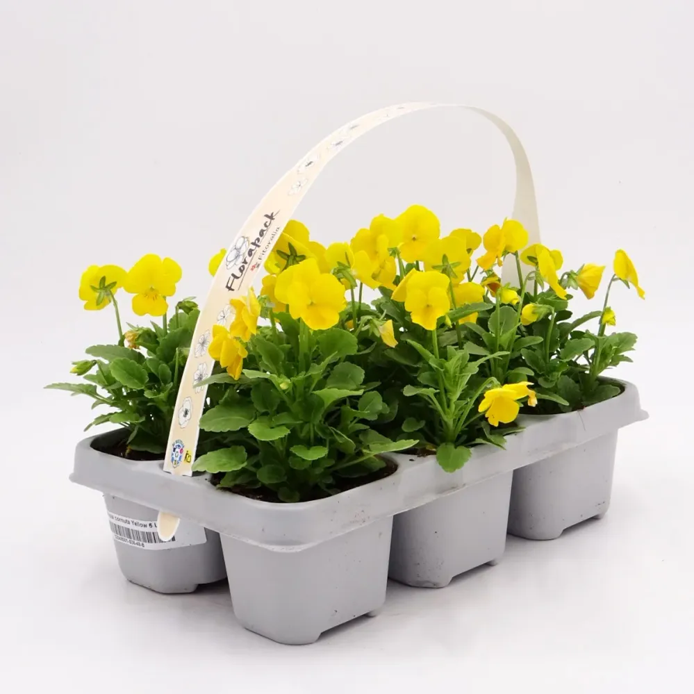 Pack Plantones Violeta Amarilla 6 Ud. Sin procesar - Fitoralia