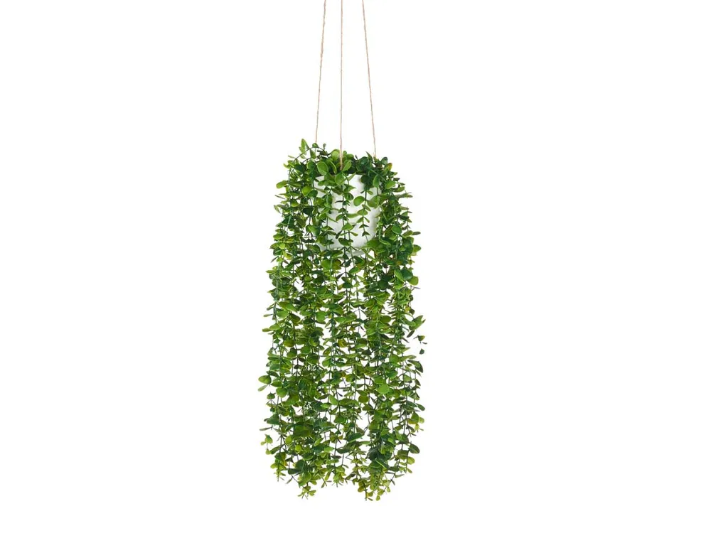Maceta de Plástico Regadera para colgar Verde con Soga Ibergarden M3-02-A