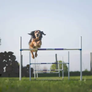 Ecológico Certificado Pack agility maison