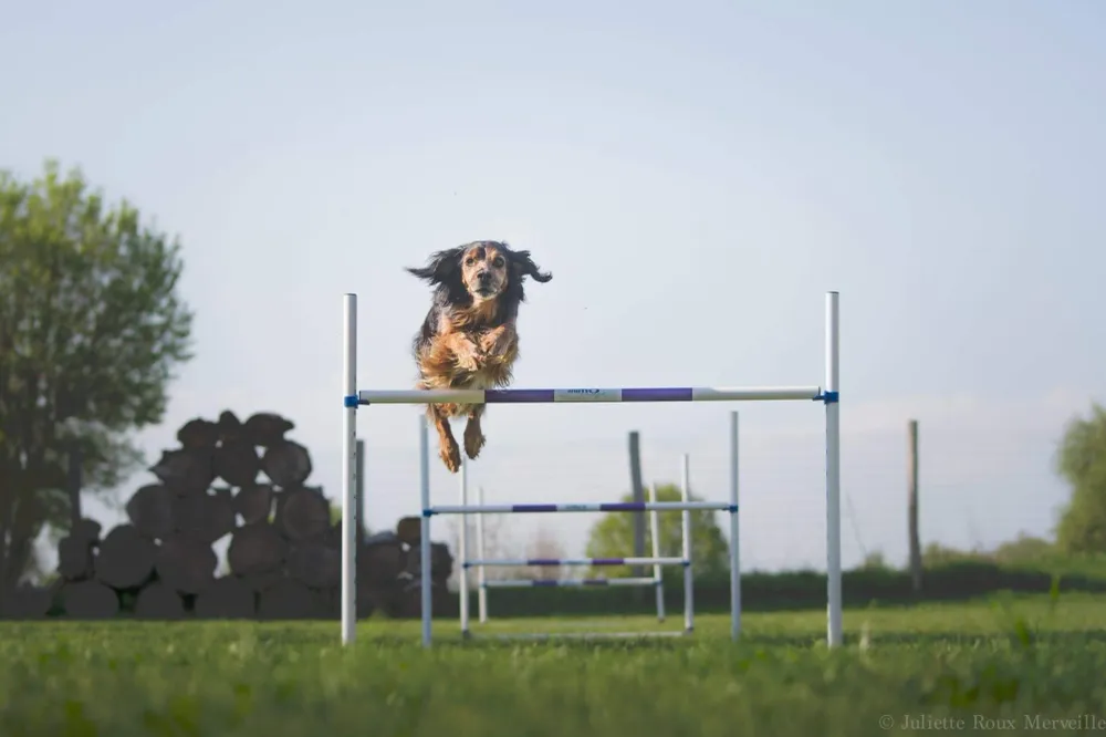 Ecológico Certificado Pack agility maison