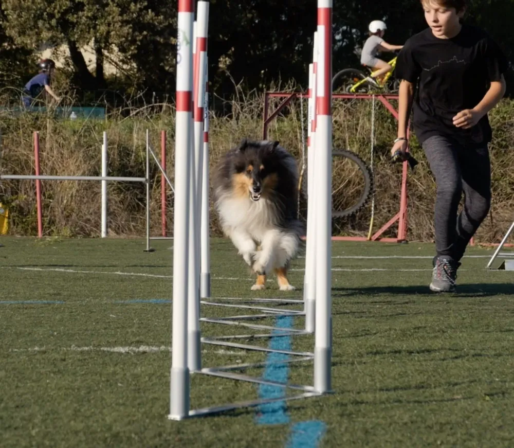 Ecológico Certificado Pack agility maison